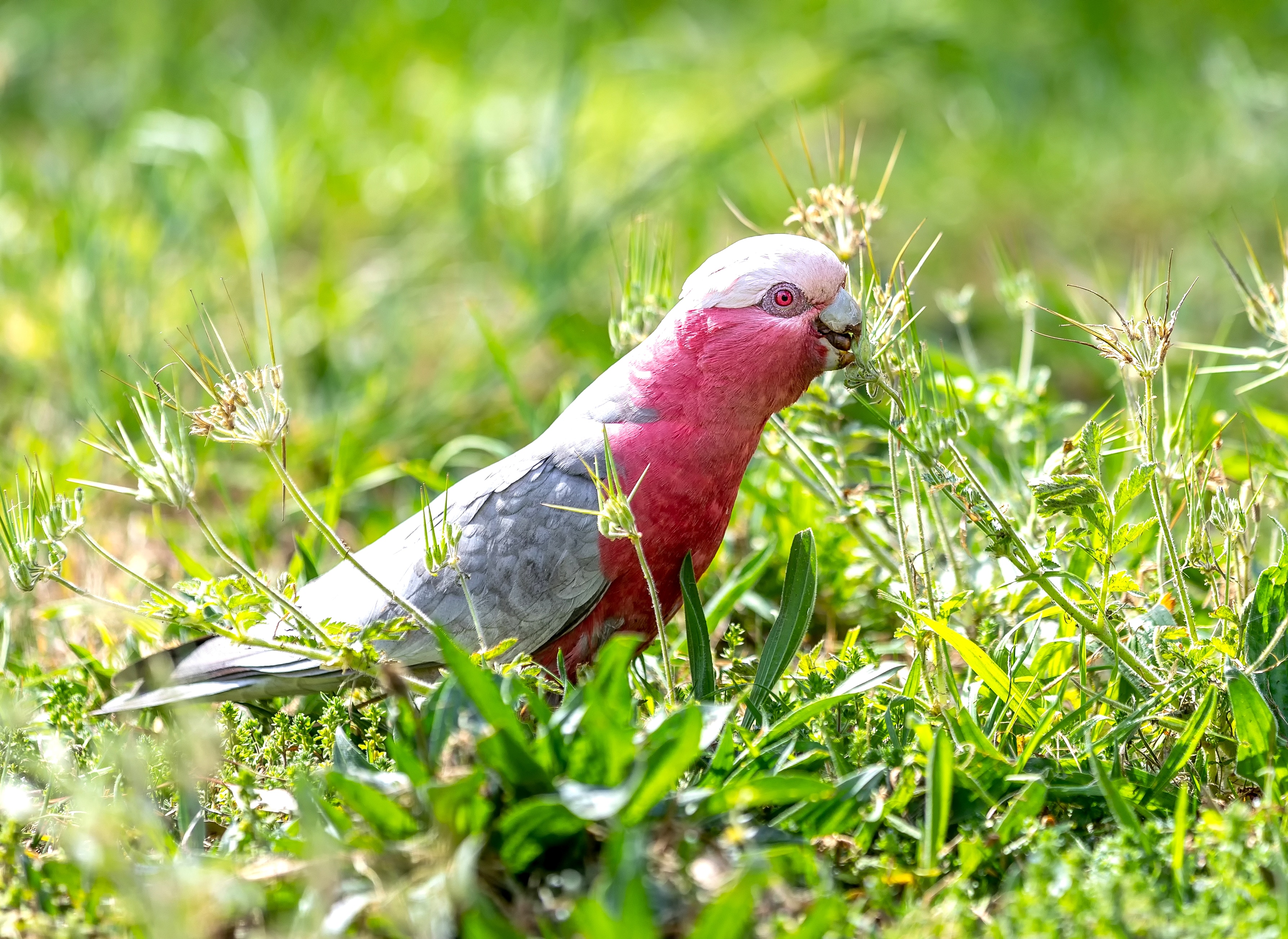 Thumbnail image for Don't be a galah when it comes to disability