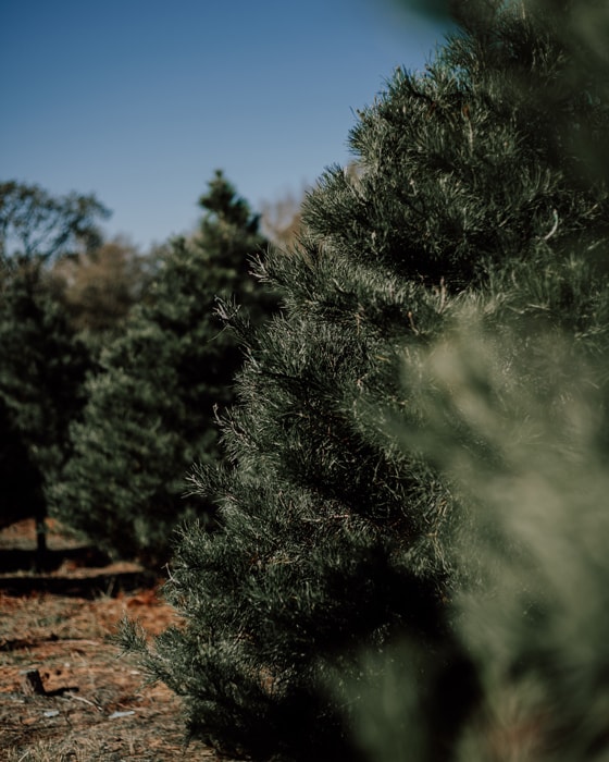 Natural Christmas Tree