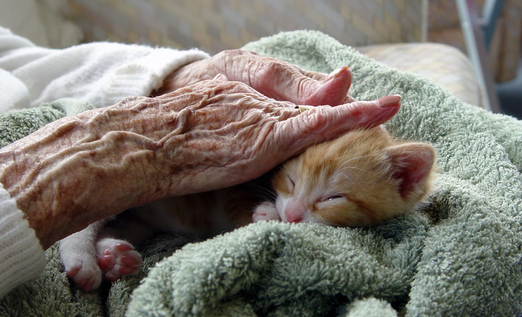 Elderly hands stroking sleeping kitten