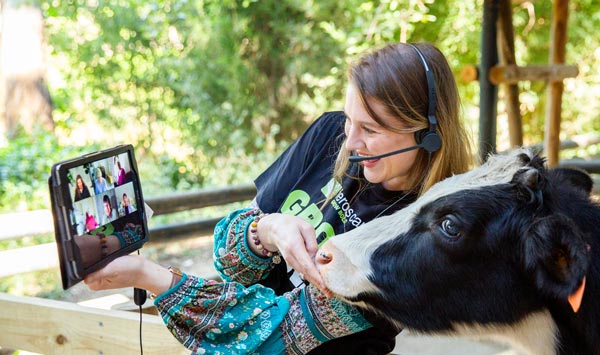 Feros Care employee showing cow to people in the Virtual Social Centre